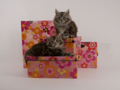 maine coon 41