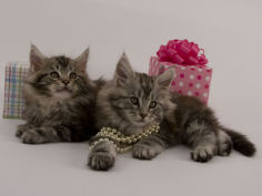 maine coon 42