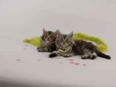 maine coon 43