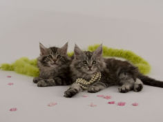 maine coon 44