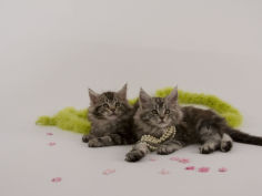 maine coon 45