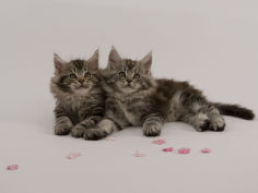 maine coon 46