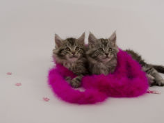 maine coon 47