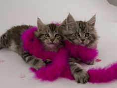 maine coon 48