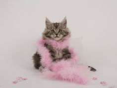 maine coon 49