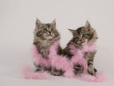 maine coon 50
