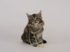 maine coon 51