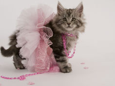 maine coon 52