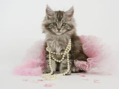 maine coon 53