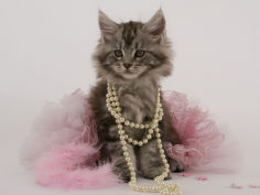 maine coon 54