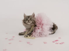 maine coon 55