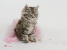 maine coon 56