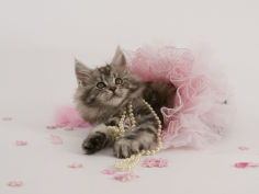 maine coon 57