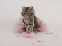 maine coon 58