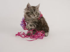 maine coon 59