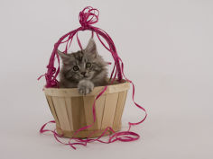 maine coon 60