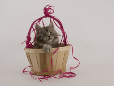 maine coon 61