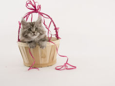 maine coon 62