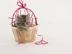 maine coon 63