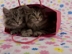 maine coon 64