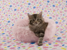 maine coon 65