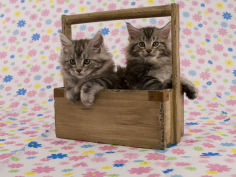 maine coon 66