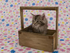 maine coon 67