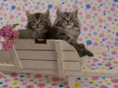 maine coon 68