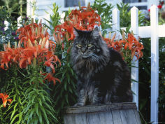 maine coon breed maine usa