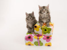 maine coon cat hd