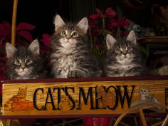 maine coon cat kittens in wagon