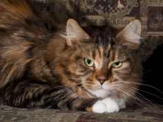 maine coon cat portrait