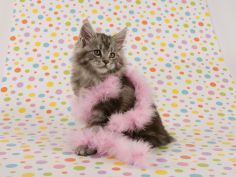 maine coon desktop wallpaper