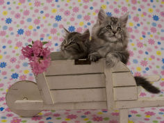 maine coon hd wallpaper