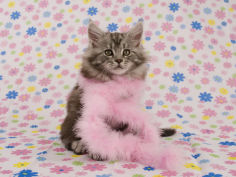 maine coon wallpaper