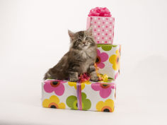 maine coon widescreen