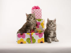maine coon widescreen wallpaper