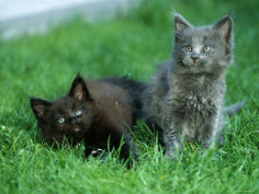 two maine coon kittens