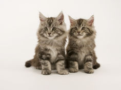 wide wallpaper maine coon