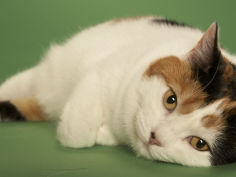 manx wallpaper