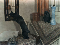 tailless manx cats play on house furniture