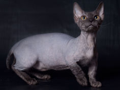 minskin grey hair yellow eyes standing
