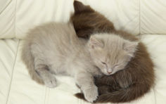 napoleon cat lying brown hair grey hair kitten