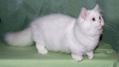 napoleon cat white hair pink nose standing blue eyes