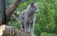 nebelung green eyes grey hair standing