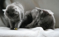 nebelung lying green eyes grey hair