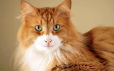 norwegian forest cat white hair lying whiskers