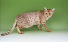 ocicat pink nose brown hair green eyes standing