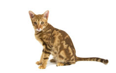 ocicat pink nose brown hair green eyes