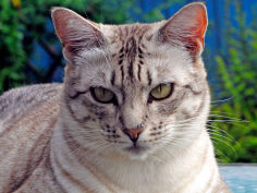 ocicat white hair lying
